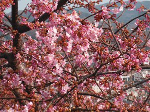 まつだ桜まつりの画像06