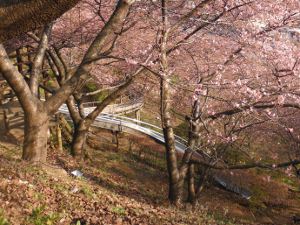 まつだ桜まつりの画像09