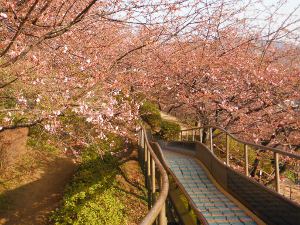 まつだ桜まつりの画像10