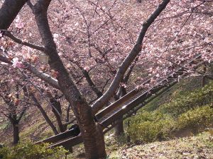 まつだ桜まつりの画像12