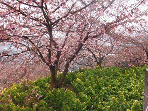 まつだ桜まつりの画像14