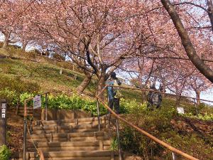 まつだ桜まつりの画像15