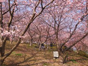 まつだ桜まつりの画像16