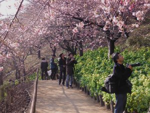 まつだ桜まつりの画像17