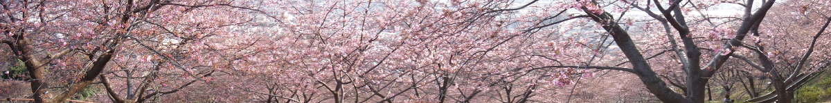 知る人ぞ知る天空の「まつだ桜まつり」(1)の表紙イメージ画像