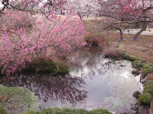 小田原フラワーガーデン梅まつりの画像06