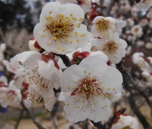 雪月花の画像30