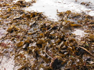 ワカメに似た海藻も混じるの画像07
