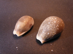タカラガイの殻の画像03