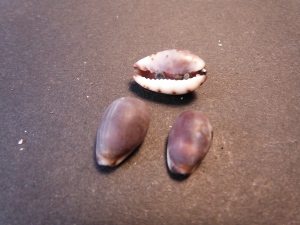 タカラガイの殻の画像04