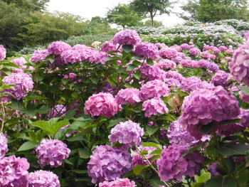 市立相模原公園のアジサイ園の中央の画像02