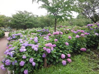 アジサイ園の見学路