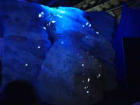 新江ノ島水族館「ナイトアクアリウム」の画像07