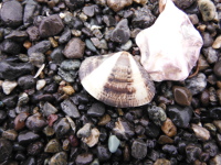 石浜に打ち上げられたアサリの画像04