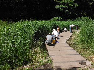 あぜ道脇の水たまりでの画像13