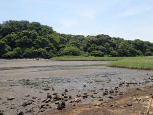 小河川が流入して来る部分にあるヨシ群落の画像02