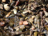 さまざまな貝の群集の画像15