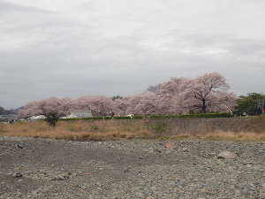 ①ポイントからみた上大島キャンプ場の画像08