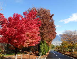 紅葉のイメージ画像01