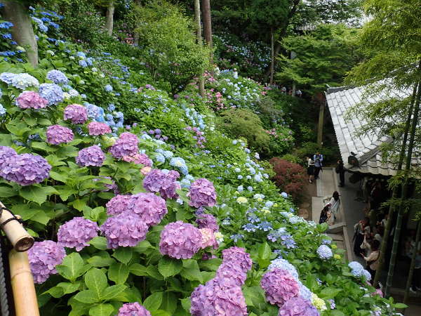 観音山の傾斜に咲き乱れる「長谷寺」のあじさい（2016/06/16）の画像01