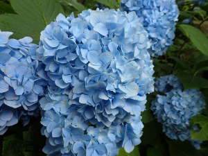 鮮やかな青の明月院ブルーの画像02