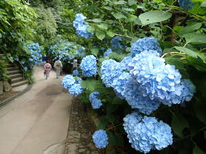 あじさいの花の色の画像16