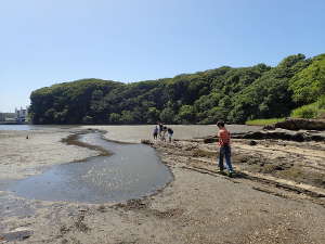 干潟の生き物は、岩の磯から観察の画像06