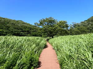 湿地帯に広がるオギやヨシの草原の画像17