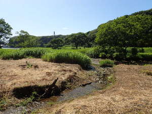 干潟に流れる小川の画像20