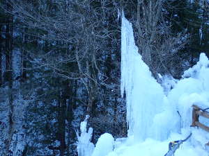木に垂れ下がる氷柱の画像31