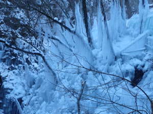 木のカーテンのような氷柱の画像34