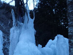 木にまつわり付く氷柱の画像39