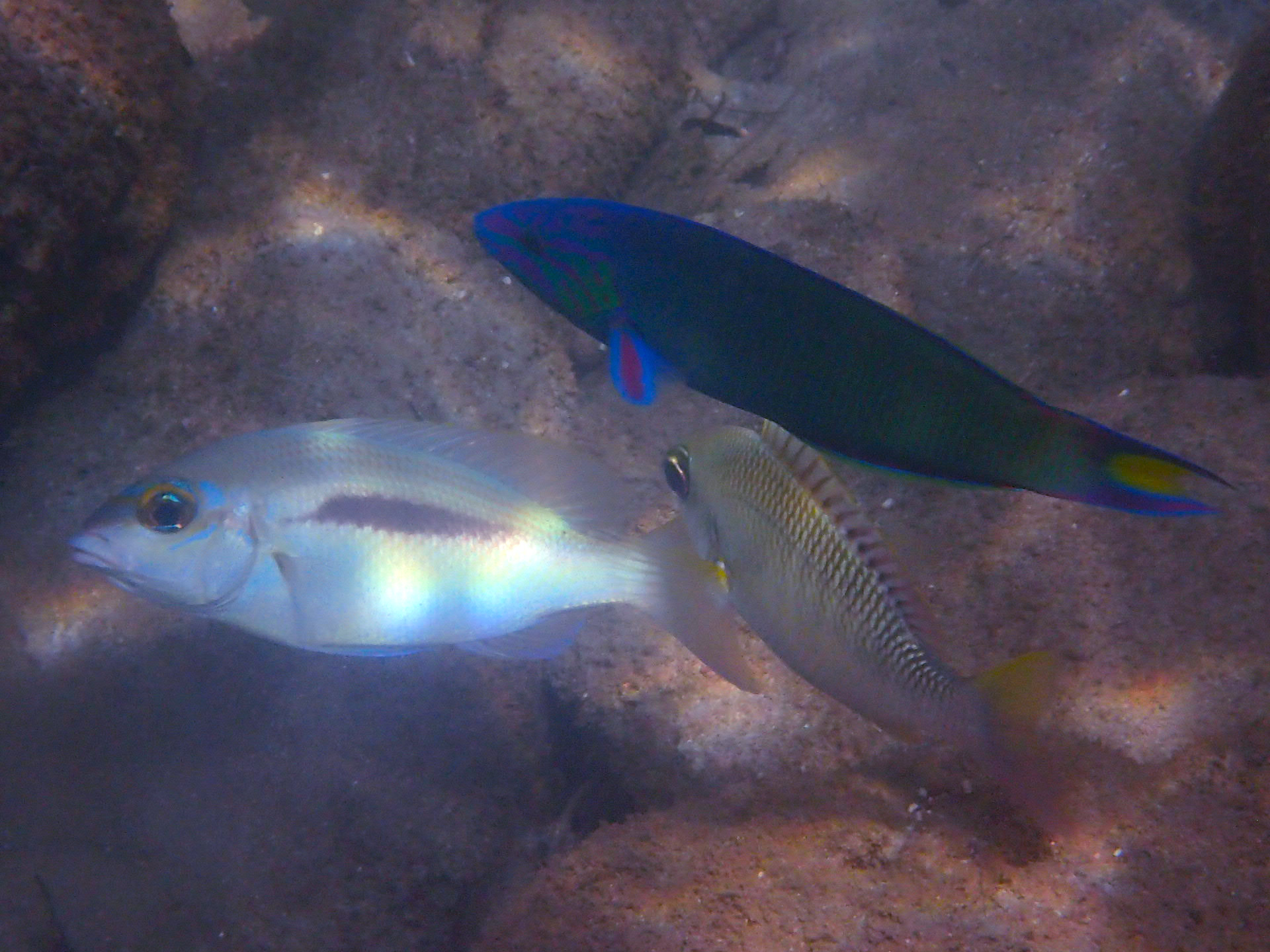 オトメベラとヒトスジタマガシラ