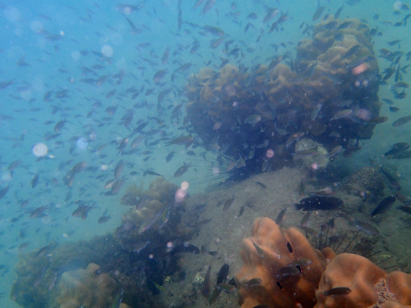 サンゴと小魚