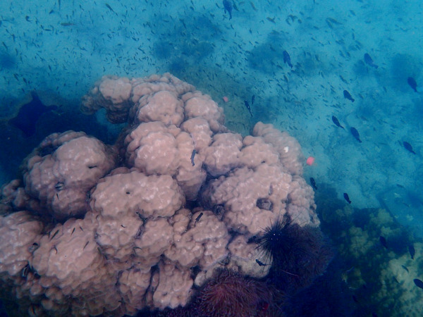 ﾊﾏｻﾝｺﾞ科と多くの魚達