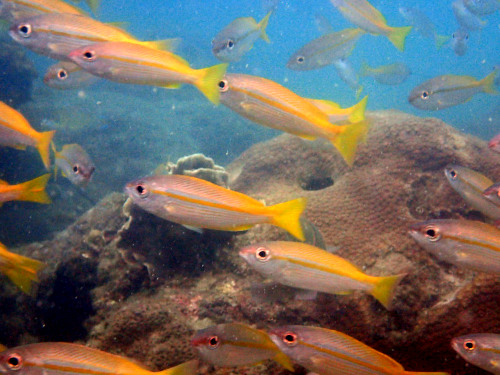 海の生き物