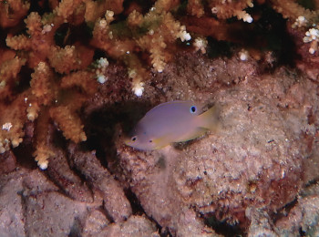 ニセネッタイスズメダイの幼魚