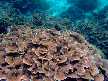 葉状サンゴが多い