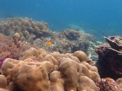 サンゴ礁とトロピルフィッシュ