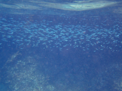 小さな魚の群れ