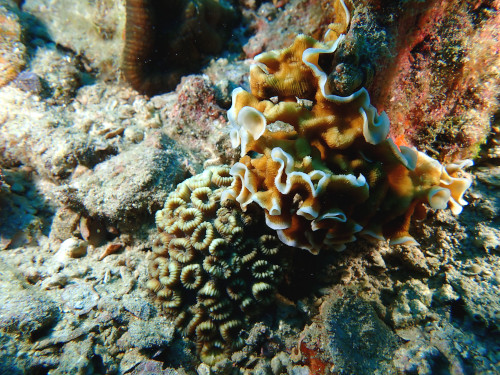 おもしろい形の珊瑚だなぁ