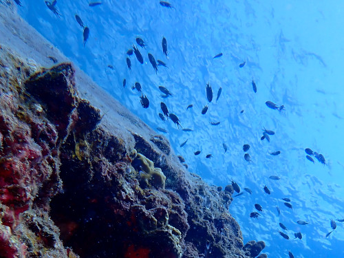 海面を見上げる