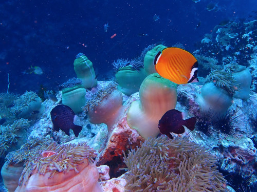 青い海にツキチョウチョウウオの黄色が映える