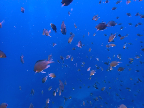 海中にスズメダイが舞う