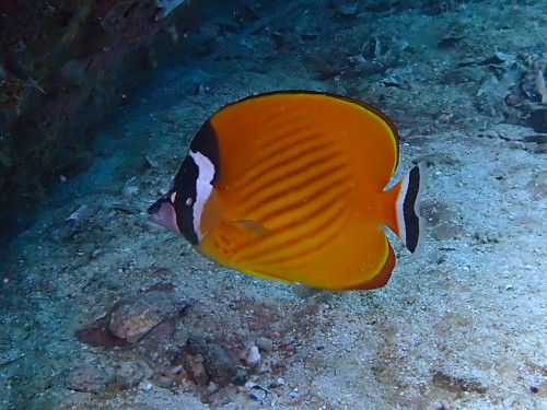 ﾂｷﾁｮｳﾁｮｳｳｵの顔がくっきり