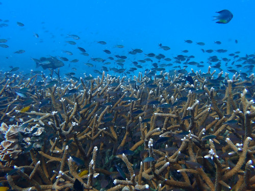 枝サンゴで泳ぐ多くのスズメダイの仲間達