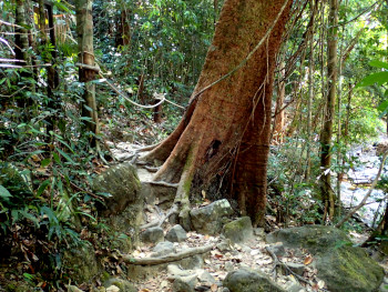 熱帯雨林の中を歩いて行く