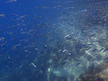 小魚の群れ