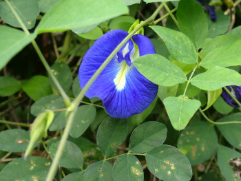 バタフライピーの花