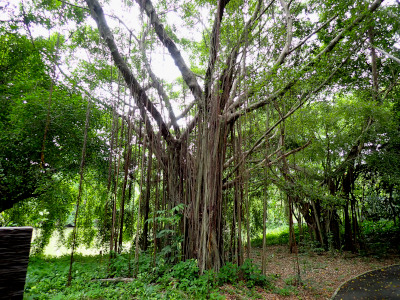 カーテン・フィグ・ツリー (Curtain Fig Tree)